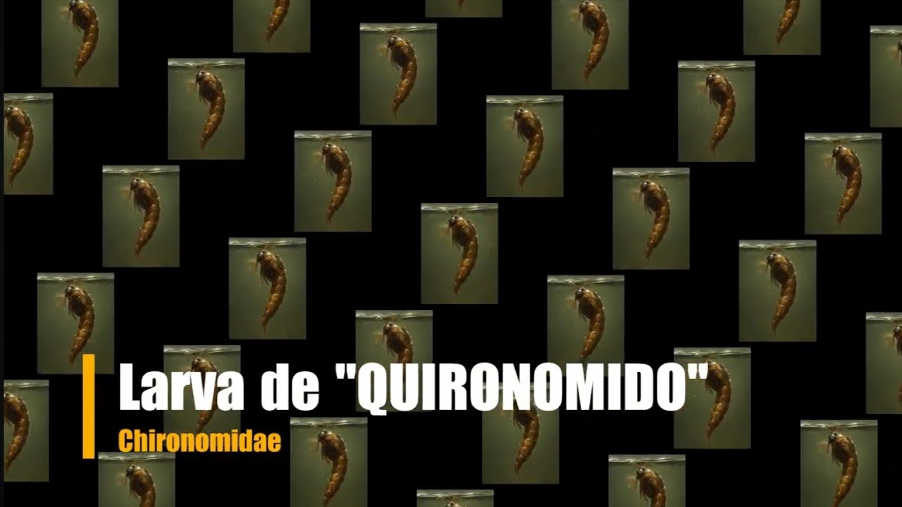 🎣Montaje Larva de “QUIRONOMIDO”