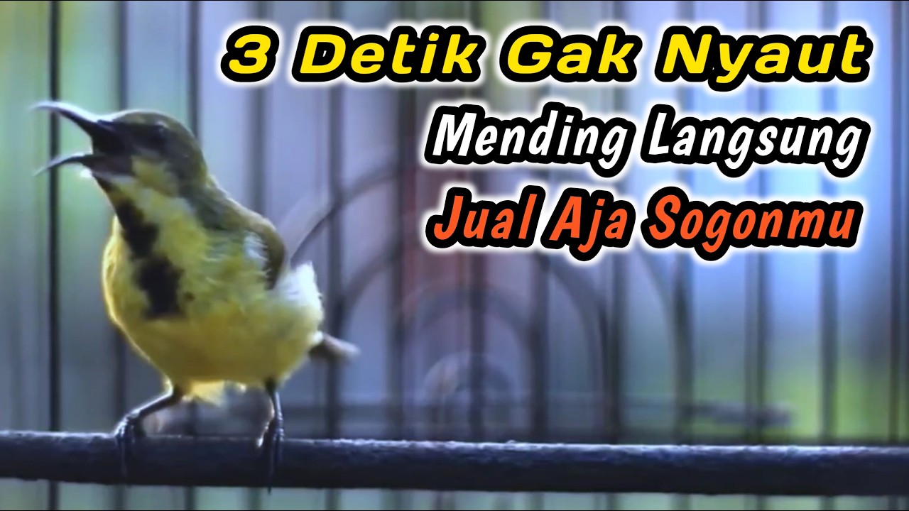 CUIT CUIT CERRR PANCINGAN PENGGACOR PALING JITU UNTUK SOGON DISITU‼️HITUNGAN DETIK LANGSUNG GACORDOR