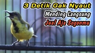 CUIT CUIT CERRR PANCINGAN PENGGACOR PALING JITU UNTUK SOGON DISITU‼️HITUNGAN DETIK LANGSUNG GACORDOR
