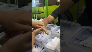 Tokek Macan Tutul #animals #tokek #youtubeshorts #shorts #short #viral