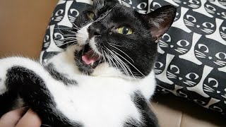 名前を呼んだら変な返事をするぽちゃ猫がおもしろい！