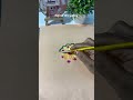 Easy flower painting ideas #shorts #painting #art #viral #ytshorts #youtubeshorts #shortsfeed #diy