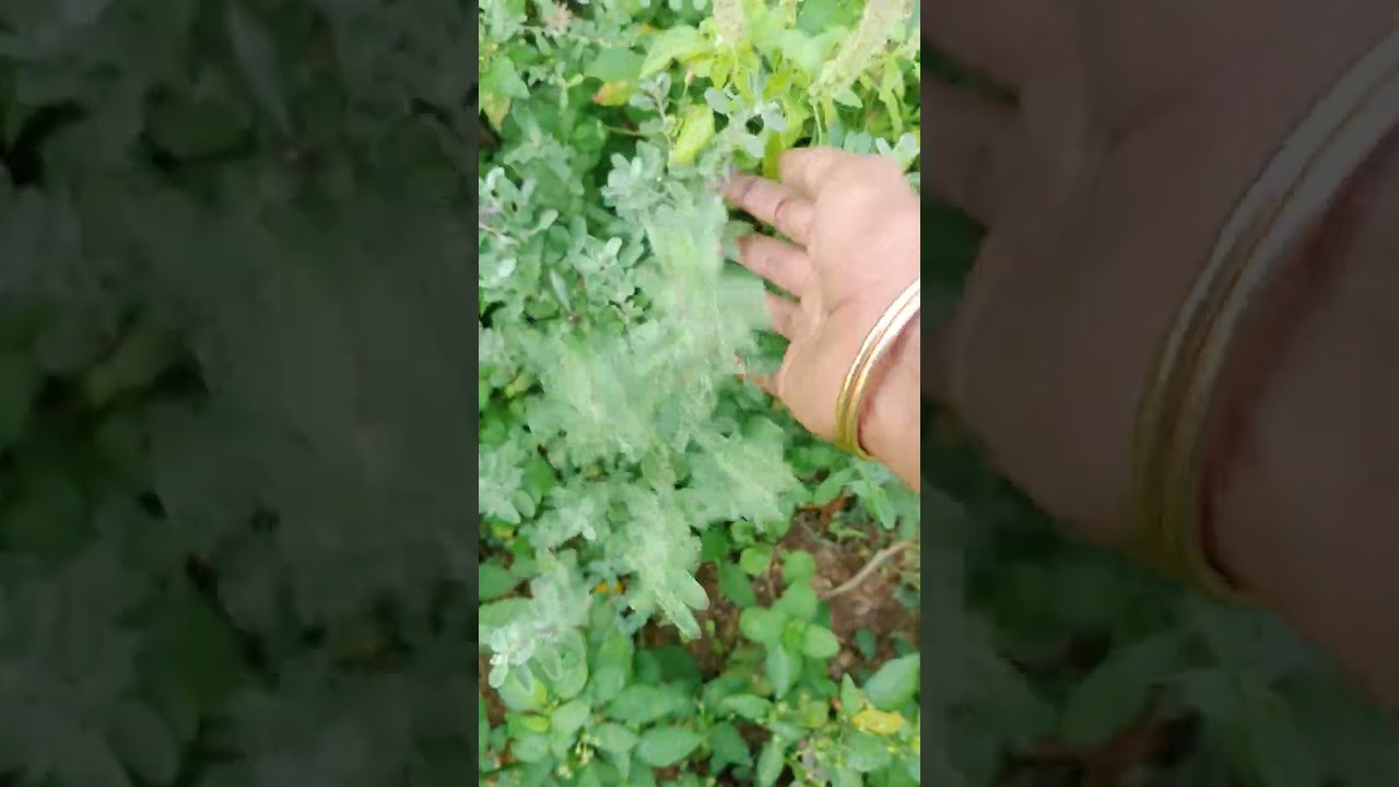 My garden today (22.02.26)