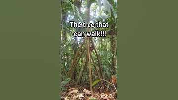 The Walking Palm Tree #shorts #tree #nature #palm #amazing