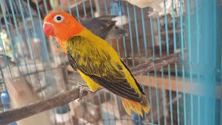 Biola Euwing D 2 Ekor Terjual Cepat Barang Langka..