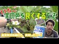 【いちご高設栽培】いちごの実の色つやを良くする方法！農業資材の使用レビュー
