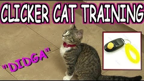 How to Clicker train your cat