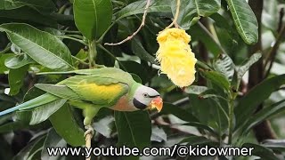 RED-BREASTED PARAKEETS enjoying mango treat in my backyard, Singapore