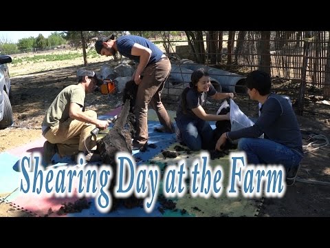 Video: Shearing Day Sa Bukid Para Sa Alpacas