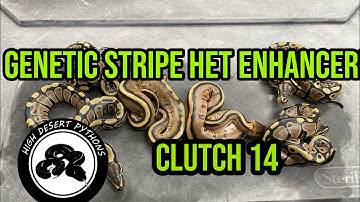 Genetic Stripe het Enhancers! | High Desert Pythons