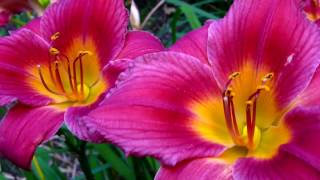 Beautiful Gardens at Heritage Museums & Gardens