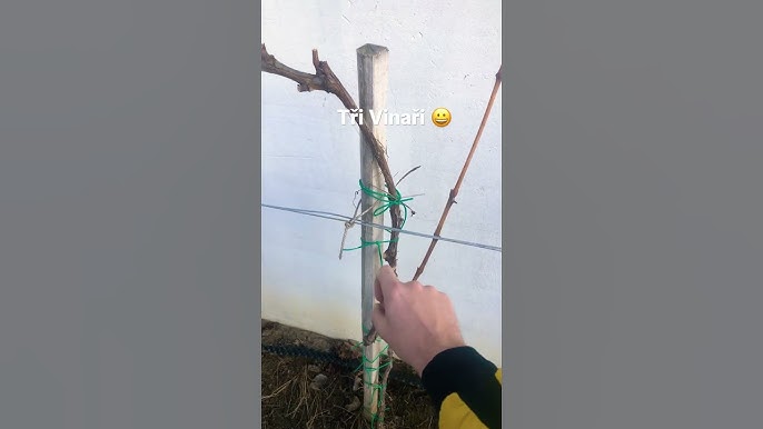 Jarni Rez Vinne Revyvideo
