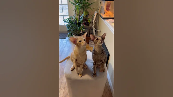 Video 11753921: cute oriental cat, cat cute animals