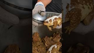 What Are Chinese Doing With Frog Skin To Earn Millions? By Shiksha SQUARE