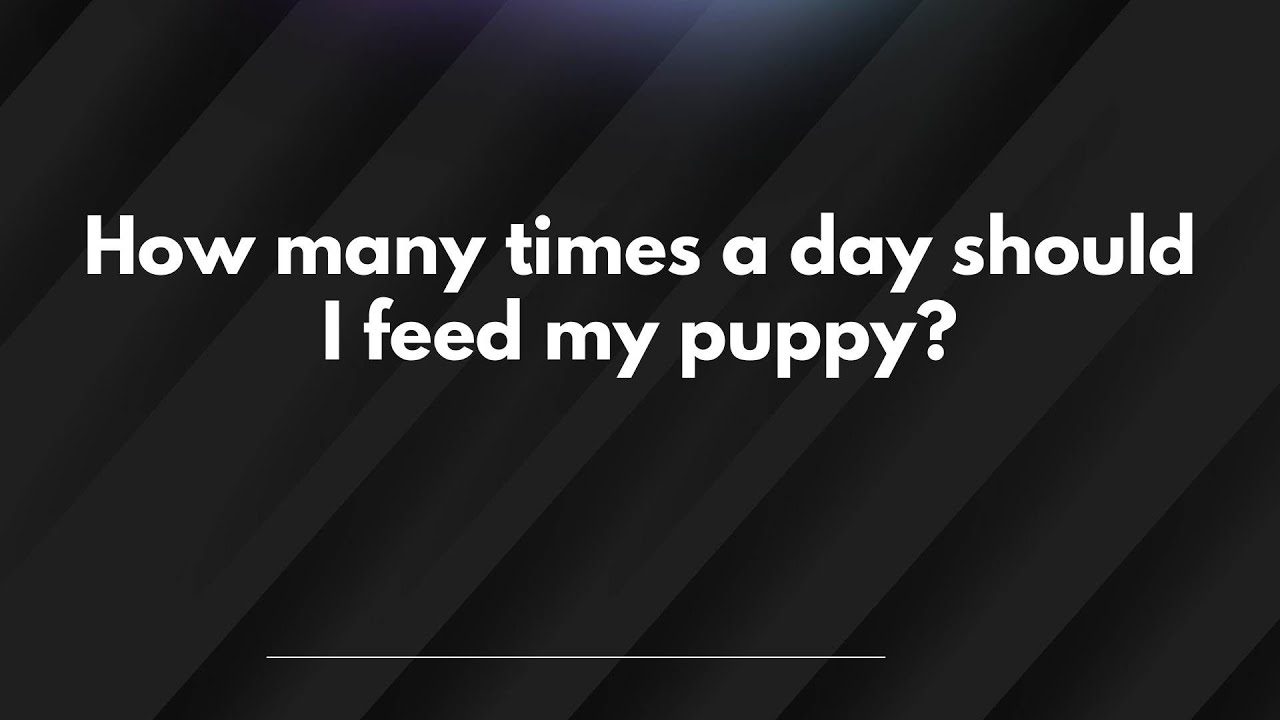 How many times a day should I feed my puppy? - YouTube