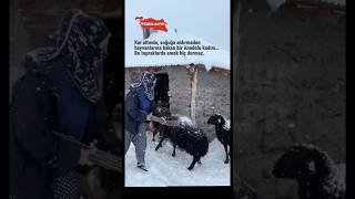 Gerçek Hayat Fi̇li̇tre İstemez Kara Ve Soğuğa Rağmen Hayatı Omuzlayan Anadolu Kadını