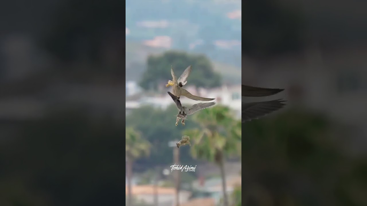 Falcon mum teaching her chick how to hurnt 