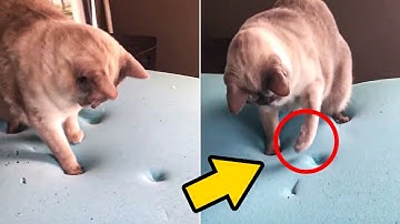 Cat melts hearts trying to understand how memory foam works