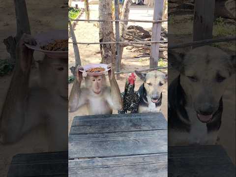 Amazing Video Best SokYaa OG Pao Mom Are Famous Around The World Shorts