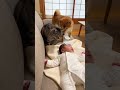赤ちゃんが寝込んでるのが心配でひと時も離れたくないｲｯﾇとﾈｯｺ　#shorts