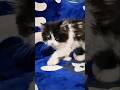26022026 Major #saltandpepper #persiankitten #persiancat #itsaboy #persiancats #bigcats #india #om