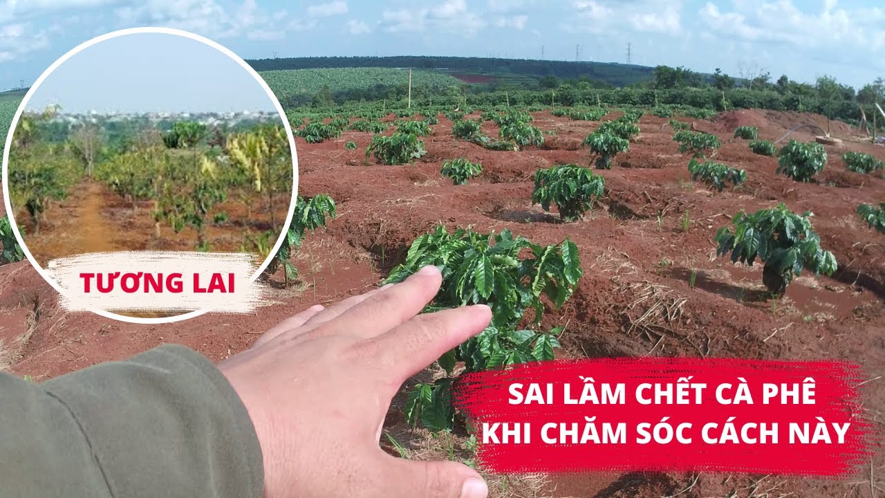 Sai lầm nghiêm trọng khi chăm sóc cà phê cách này, làm cà phê chết dần, cách khắc phục hiệu quả nhất