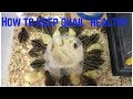 How to Keep Quail Healthy: Food, Water, and Sand Baths