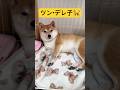 テンションぶち上がったらよく喋る🐕#柴犬 #豆柴 #shibainu #犬 #犬のいる暮らし #shorts