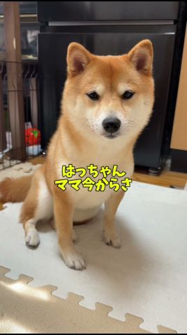 テンションぶち上がったらよく喋る🐕#柴犬 #豆柴 #shibainu #犬 #犬のいる暮らし #shorts
