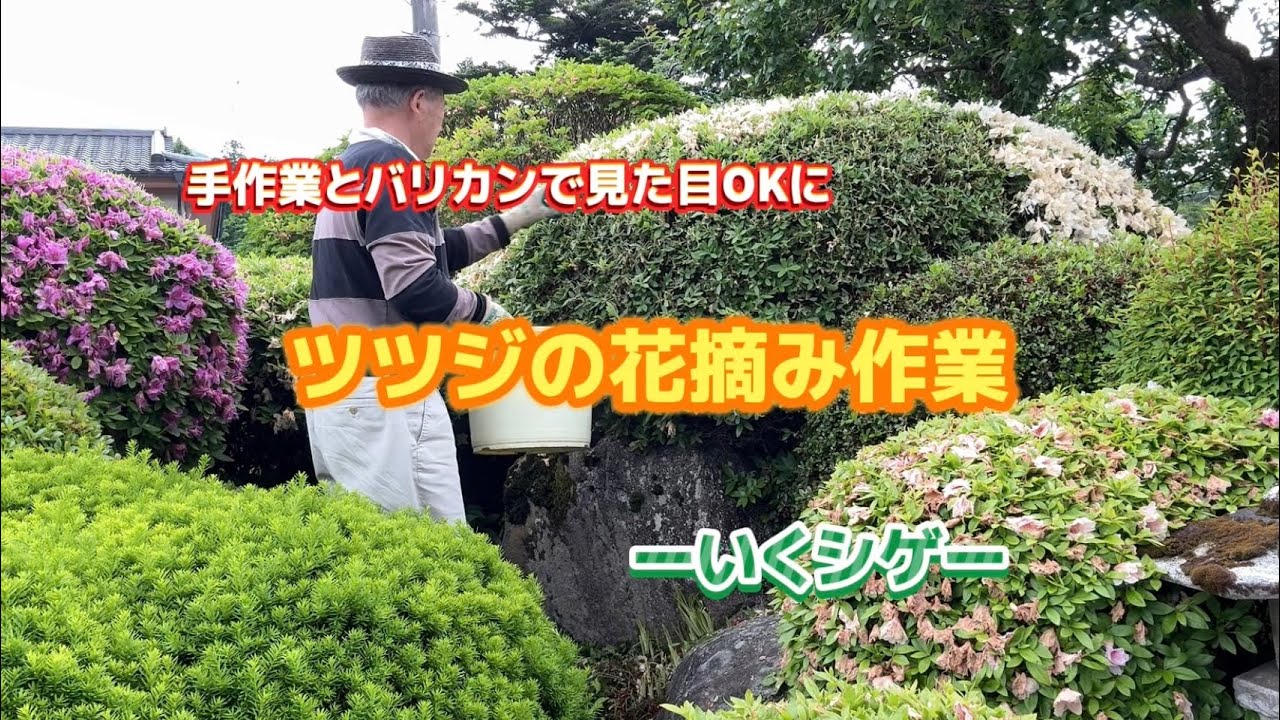 花摘み ツツジの花摘み作業 手作業とバリカンでの併用で見た目OK！ - YouTube
