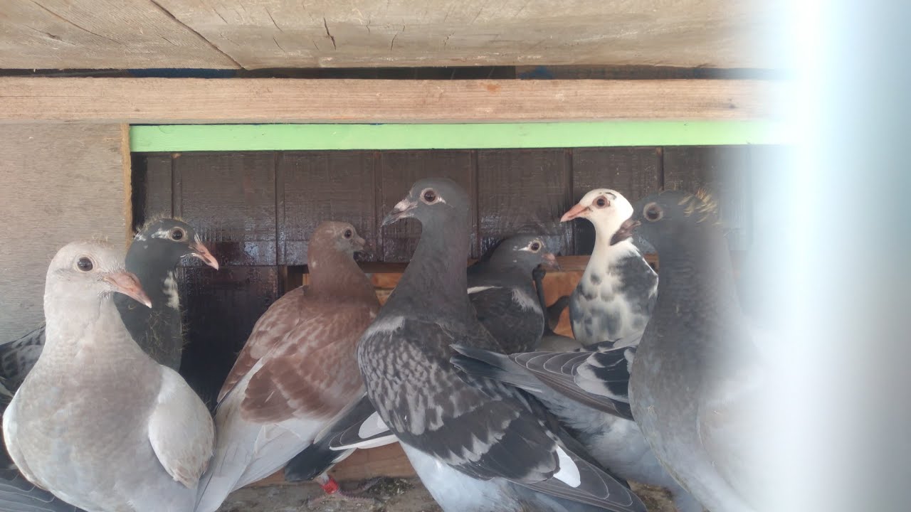 توليعة في حمام الإنتاج🕊🕊🕊🕊 + فطم الدفعة التانية 🐤🐤🐤وشكرا على تفاعلكم