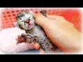 【子猫保護】へその緒がついて目も開いてない生後0日の赤ちゃん子猫を保護しました