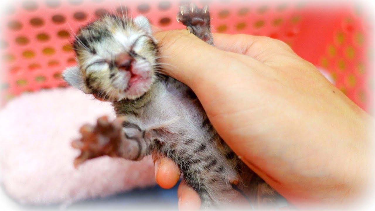 【子猫保護】へその緒がついて目も開いてない生後0日の赤ちゃん子猫を保護しました