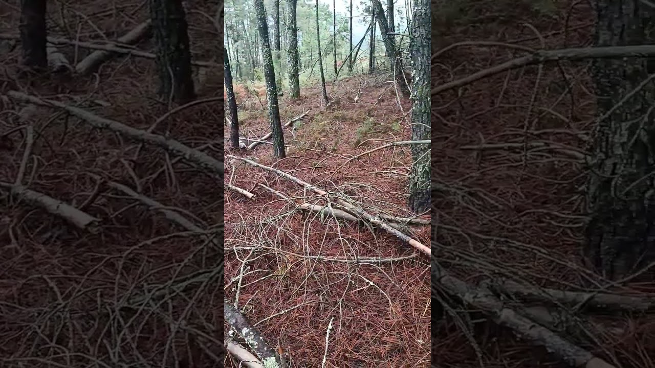 Bosque de pinos. Será por leña en el monte. #naturaleza #finca #campo #rural #galiza  #galicia