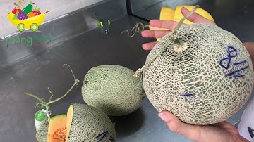 PHÂN BIỆT DƯA LƯỚI TRUNG QUỐC,VIỆT NAM và cách lựa chọn DƯA LƯỚI NGON | Trái Cây Vuông Tròn