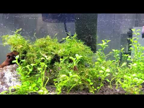 Photosynthesis in #PlantedTank