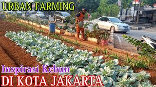 Berkebun Di Tengah Kota Jakarta
