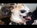 36 drôles de vidéos CHIEN de chihuahua en colère que vous pouvez "T regarder sans rire