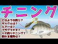 【チニングの極意】今釣れてます!話題のルアー釣りを徹底解説!