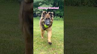 Her FLOPPY TIPS are TOO MUCH | Cuteness Overload #shortsfeed #germanshepheard #gsd