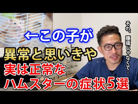 ハムスターのサルモネラ菌、人にうつる？症状と予防法を徹底解説