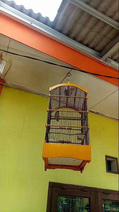 burung flamboyan gacor full isian terbaru#shortsvideo #shorts
