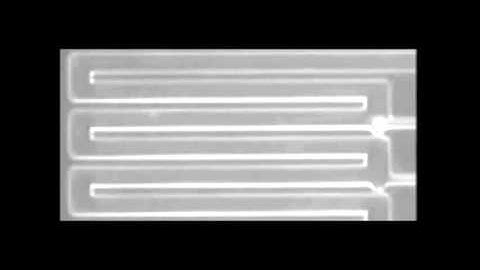 Single-cell Migration Chip for Chemotaxis-based Microfluidic Selection of Heterogeneous...