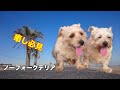 【Norfolk Terrier】どんな犬?撮影したら癒されました!