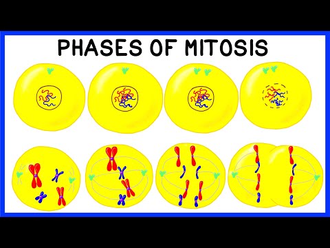 Video: Apakah punca pergerakan Anaphasic?