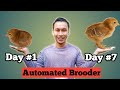 First 7 Days with My Automated Brooder | Tagalog | Free Range Chicken