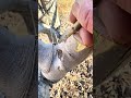 Want Grafting Success? Watch This Now #grafting #plants #garden #tree #mygarden #architecture #trees