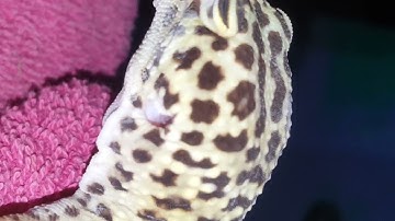 Removing stuck Shed and eyecaps from Sultana the Leopard Gecko #leopardgecko #Exotec #beverycareful
