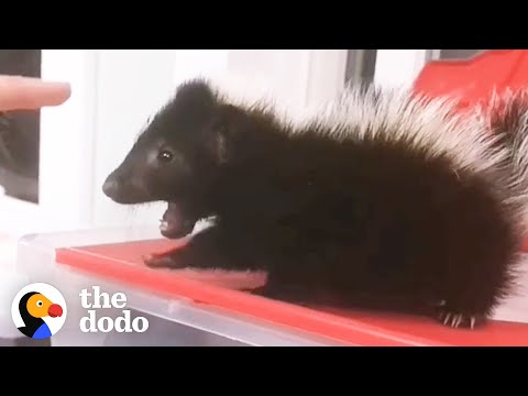 Baby Skunk Stomps His Tiny Feet When He Wants To Dominate | The Dodo