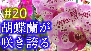 胡蝶蘭が咲き誇る　ヨシちゃんの胡蝶蘭楽園2　あなたの蘭を見せて下さい#20